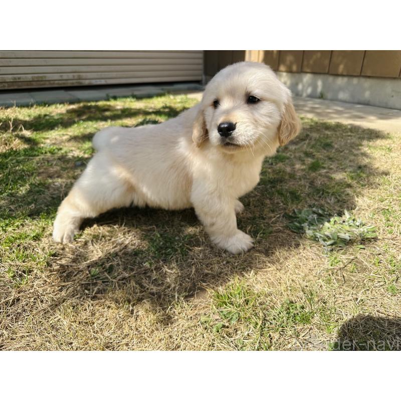 成約済の千葉県のゴールデンレトリーバー-440025の8枚目