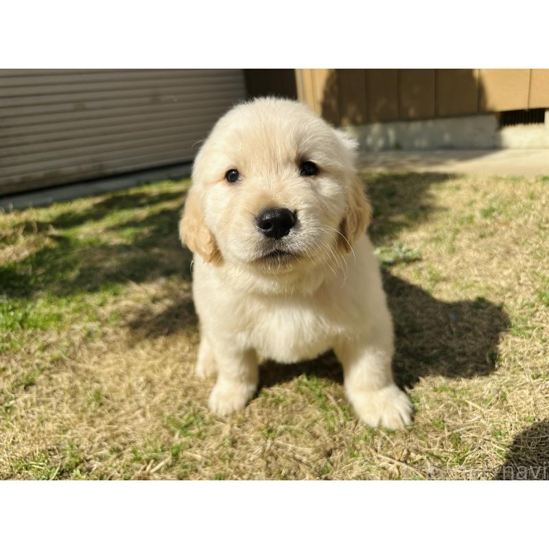 成約済の千葉県のゴールデンレトリーバー-440025の7枚目