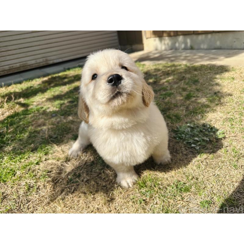 成約済の千葉県のゴールデンレトリーバー-440025の6枚目