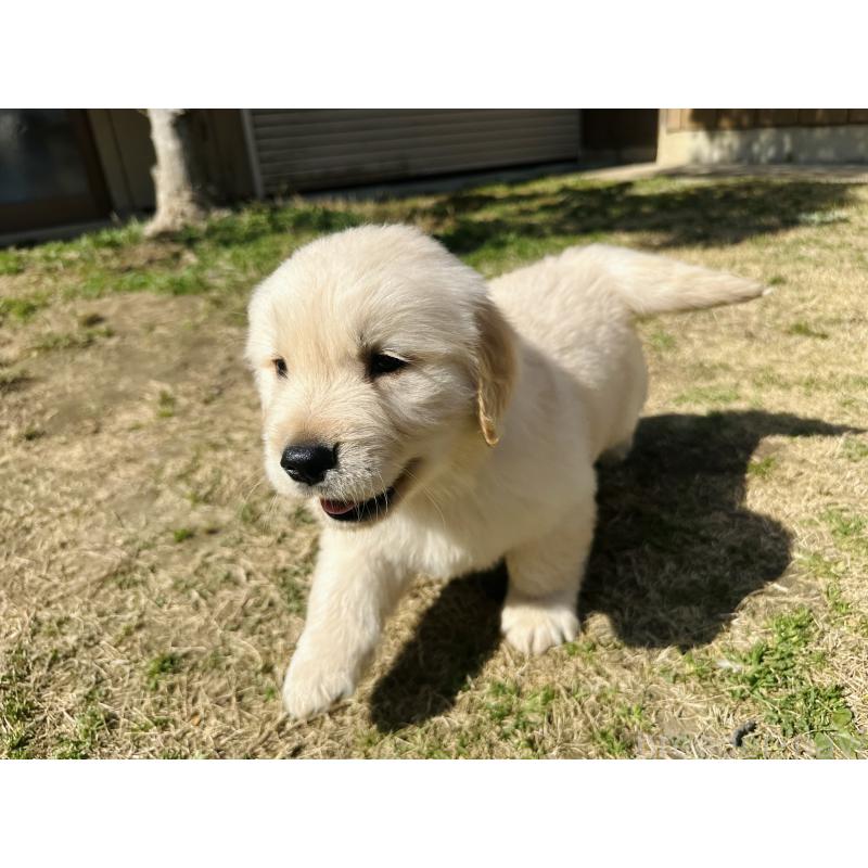 成約済の千葉県のゴールデンレトリーバー-440025の5枚目