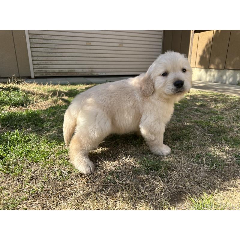 成約済の千葉県のゴールデンレトリーバー-440025の4枚目