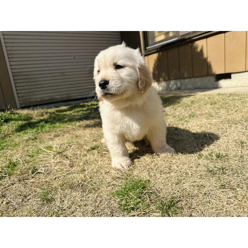 成約済の千葉県のゴールデンレトリーバー-440025の3枚目