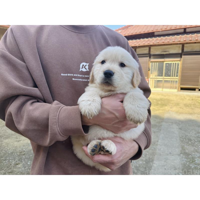 成約済の千葉県のゴールデンレトリーバー-440025の2枚目