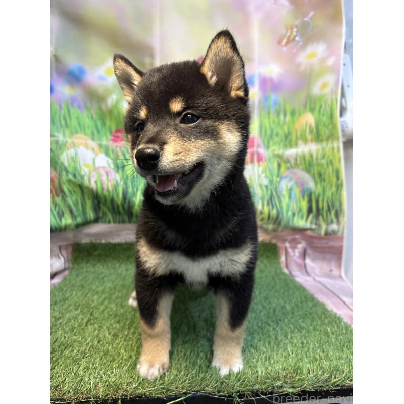 販売中の神奈川県の柴犬-448019の4枚目