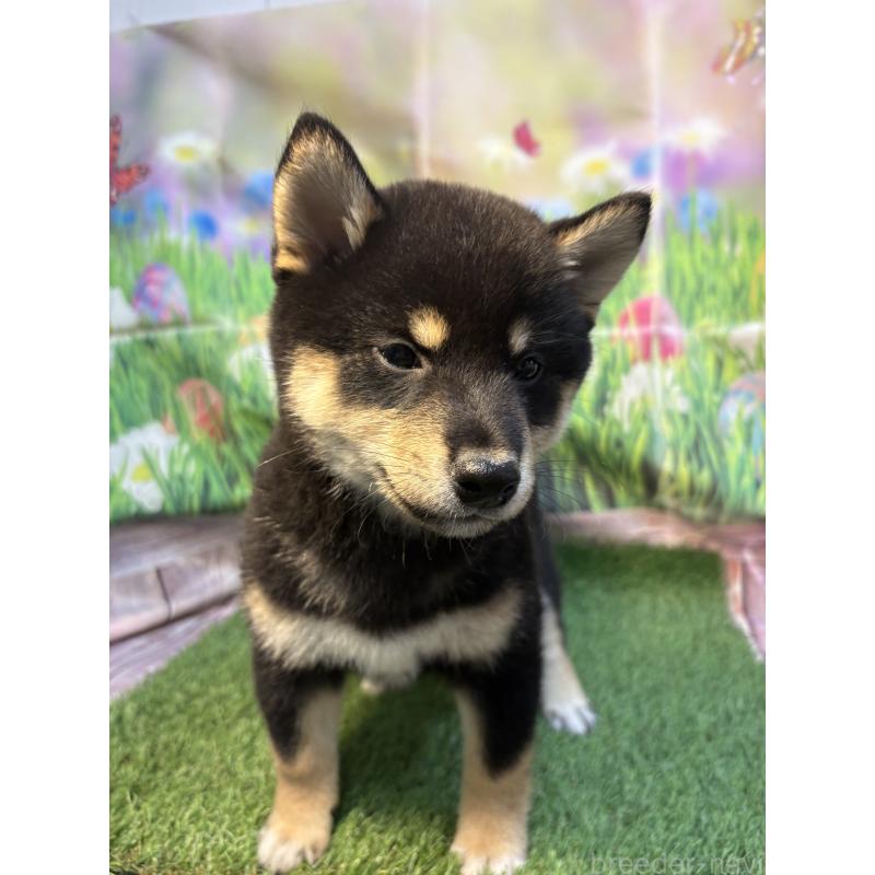 販売中の神奈川県の柴犬-448019の3枚目