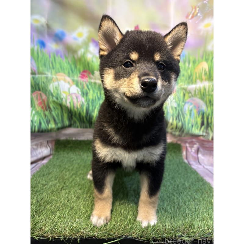 販売中の神奈川県の柴犬-448019の2枚目