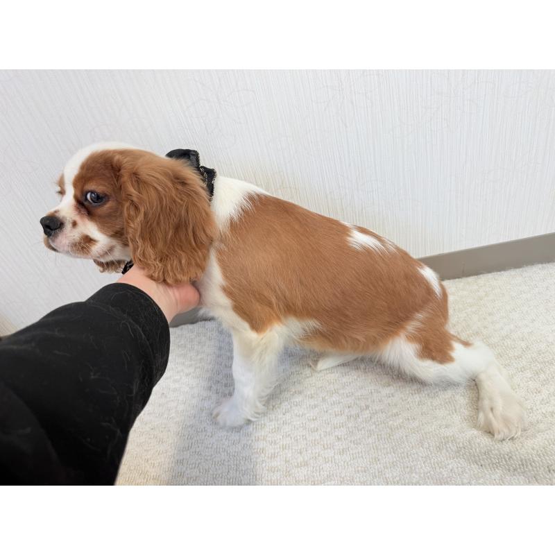 販売中の埼玉県のキャバリアキングチャールズスパニエル-429386の7枚目