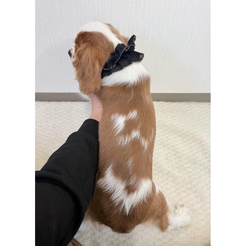 販売中の埼玉県のキャバリアキングチャールズスパニエル-429386の6枚目