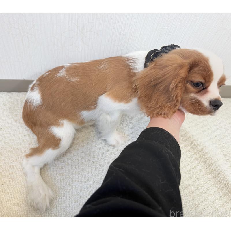 販売中の埼玉県のキャバリアキングチャールズスパニエル-429386の5枚目