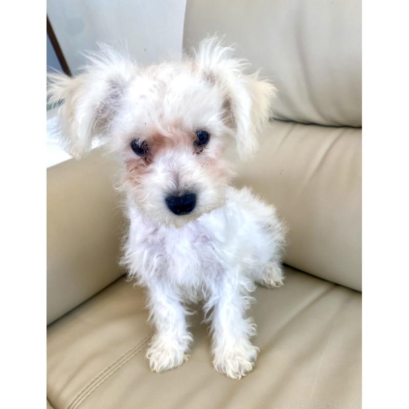 販売中の東京都のビションプー:ビションフリーゼ×トイプードル-430961の9枚目