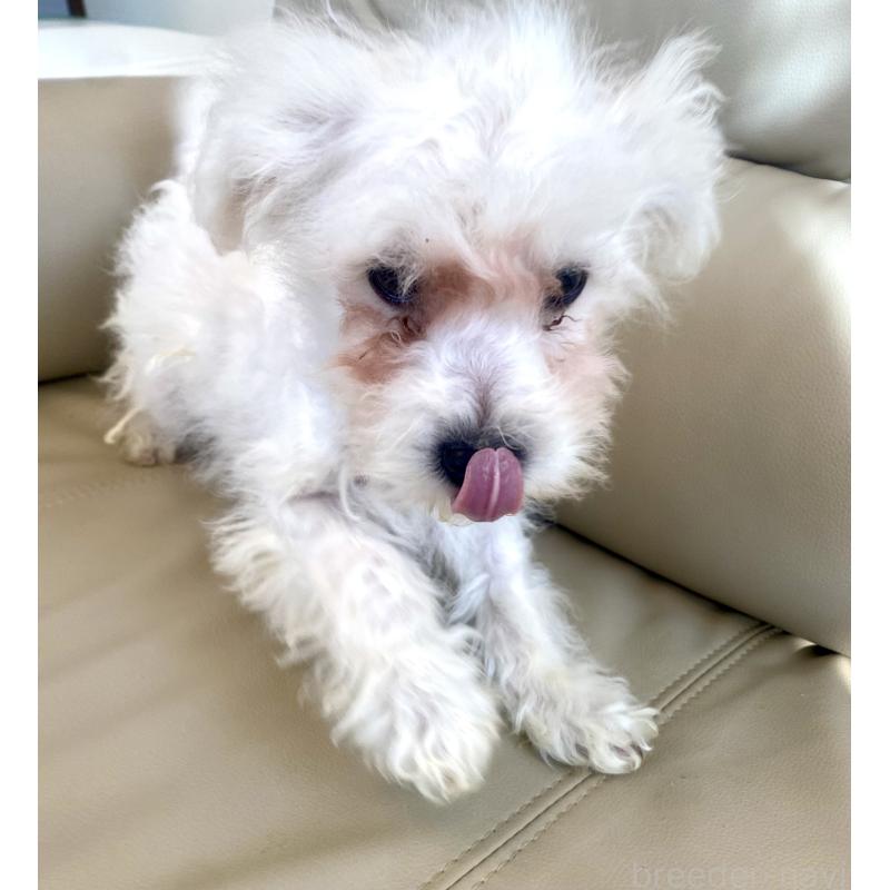 販売中の東京都のビションプー:ビションフリーゼ×トイプードル-430961の8枚目