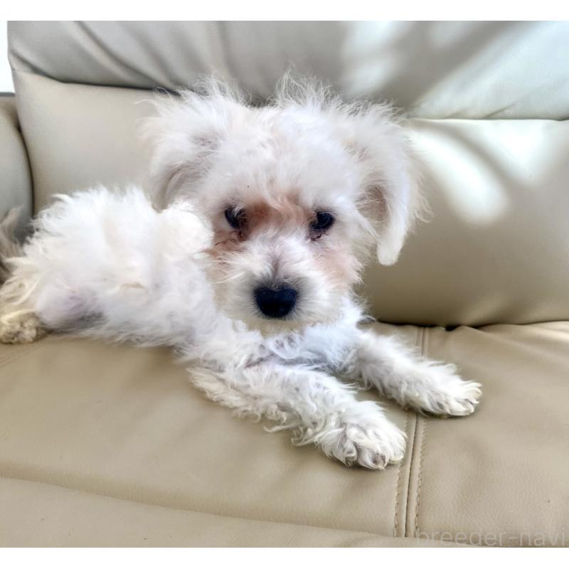 販売中の東京都のビションプー:ビションフリーゼ×トイプードル-430961の7枚目