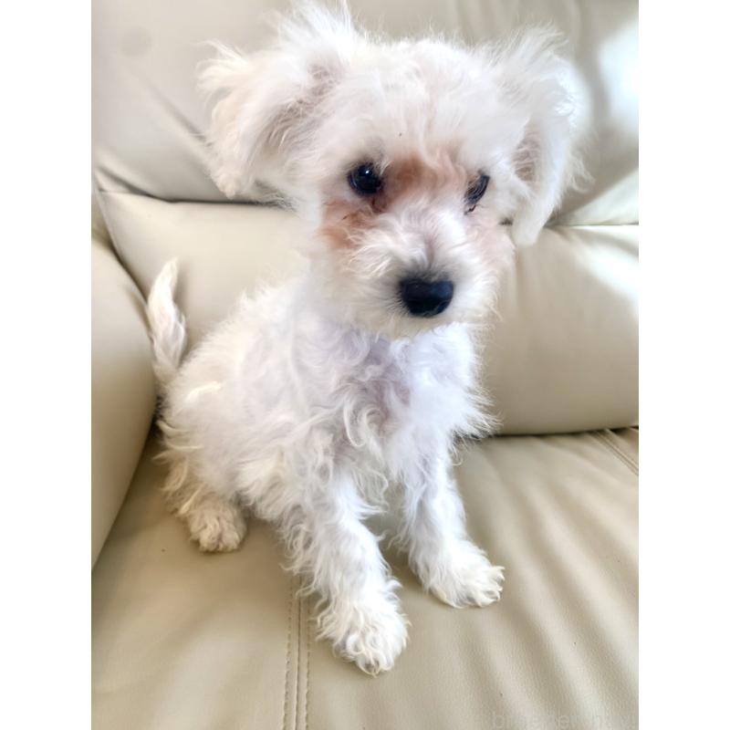 販売中の東京都のビションプー:ビションフリーゼ×トイプードル-430961の6枚目