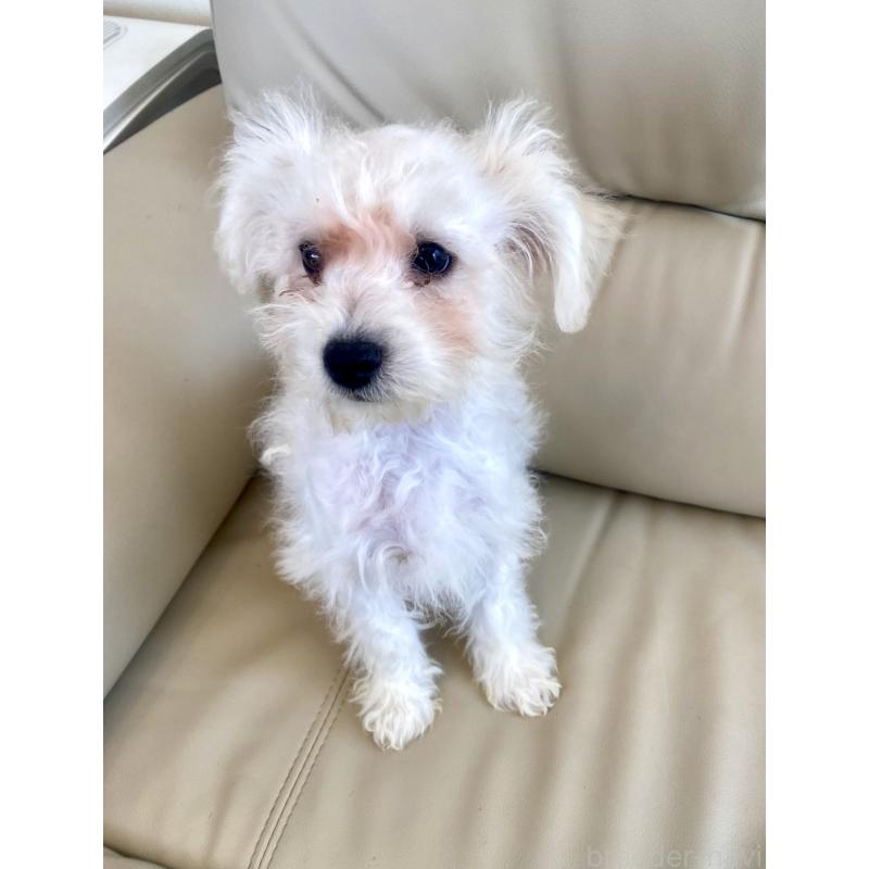 販売中の東京都のビションプー:ビションフリーゼ×トイプードル-430961の5枚目