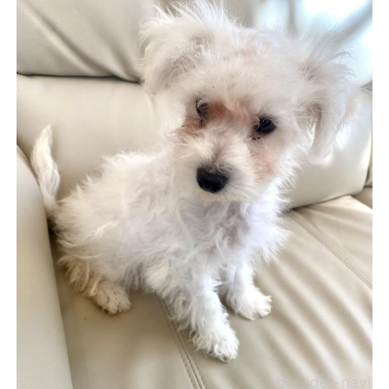 販売中の東京都のビションプー:ビションフリーゼ×トイプードル-430961の4枚目