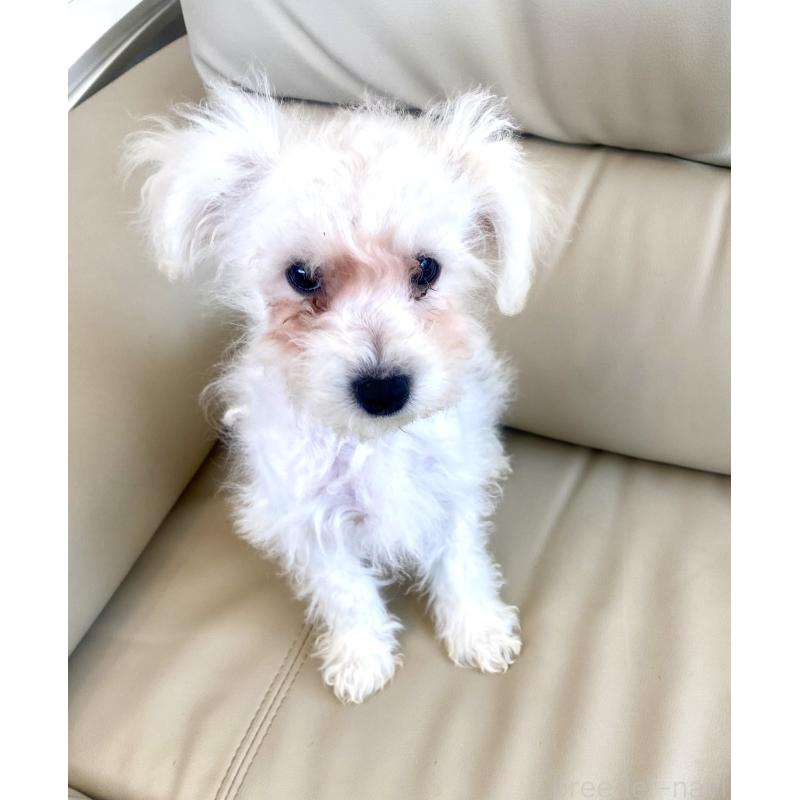 販売中の東京都のビションプー:ビションフリーゼ×トイプードル-430961の3枚目