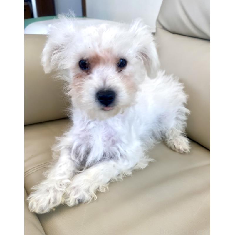 販売中の東京都のビションプー:ビションフリーゼ×トイプードル-430961の2枚目