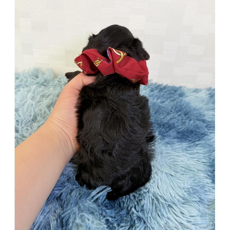 販売中の埼玉県のマルプー:マルチーズ×トイプードル-448022の6枚目