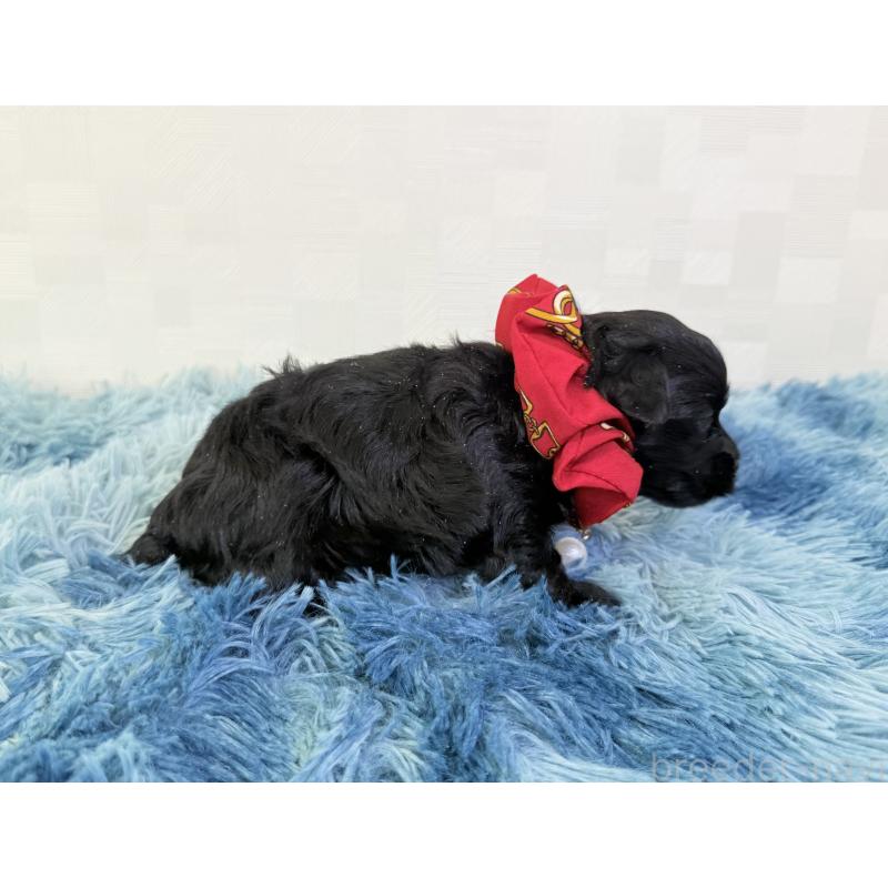 販売中の埼玉県のマルプー:マルチーズ×トイプードル-448022の5枚目