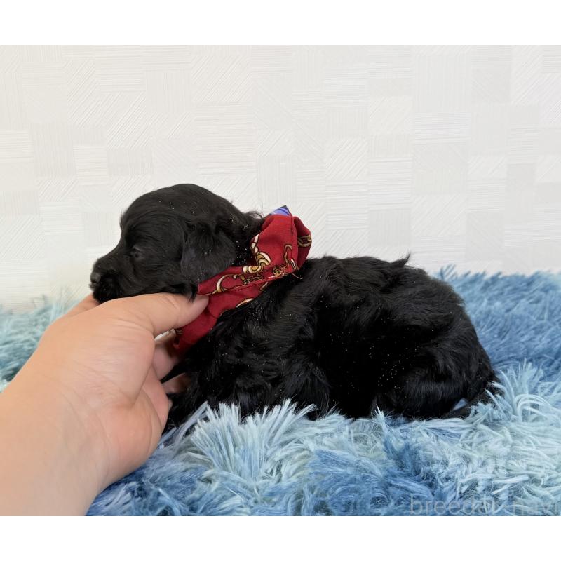 販売中の埼玉県のマルプー:マルチーズ×トイプードル-448022の3枚目