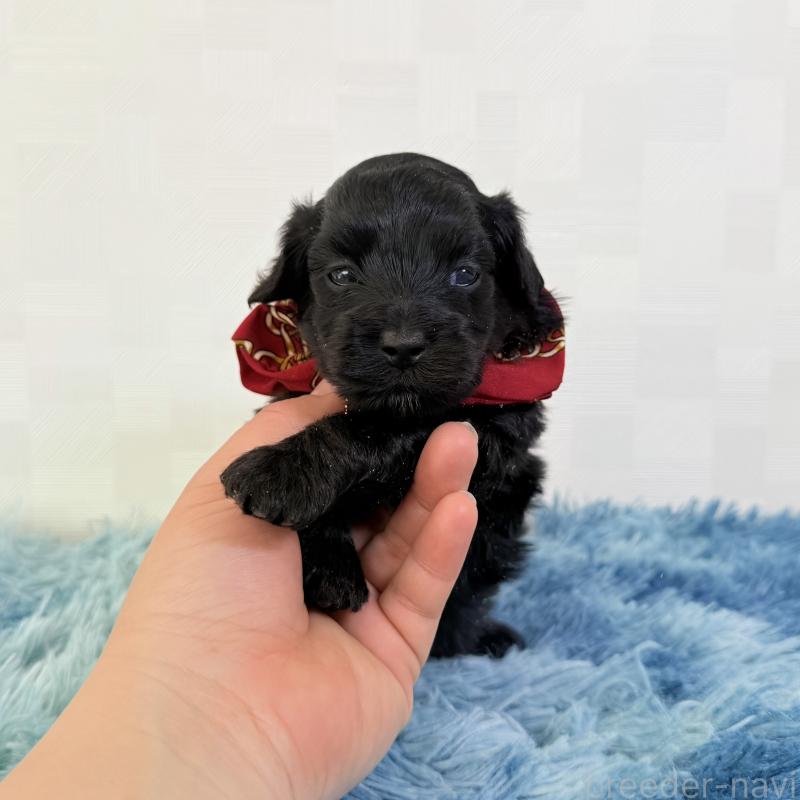 販売中の埼玉県のマルプー:マルチーズ×トイプードル-448022の2枚目