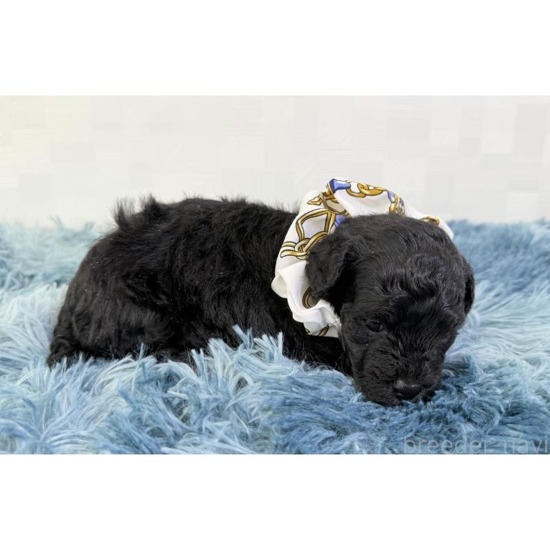 販売中の埼玉県のマルプー:マルチーズ×トイプードル-448023の5枚目