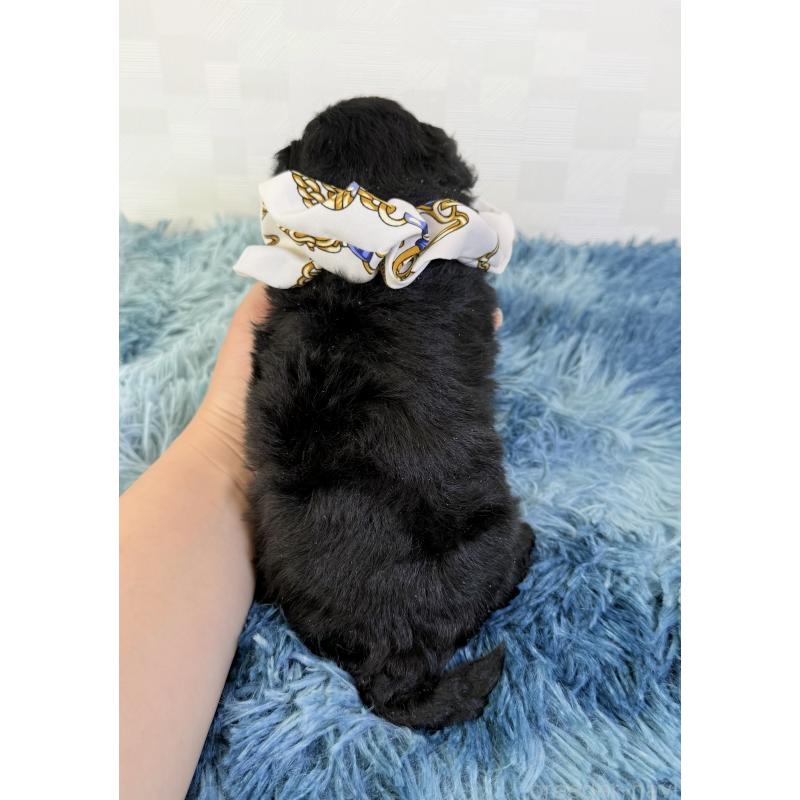 販売中の埼玉県のマルプー:マルチーズ×トイプードル-448023の4枚目