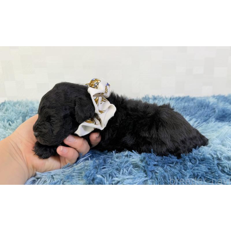 販売中の埼玉県のマルプー:マルチーズ×トイプードル-448023の3枚目