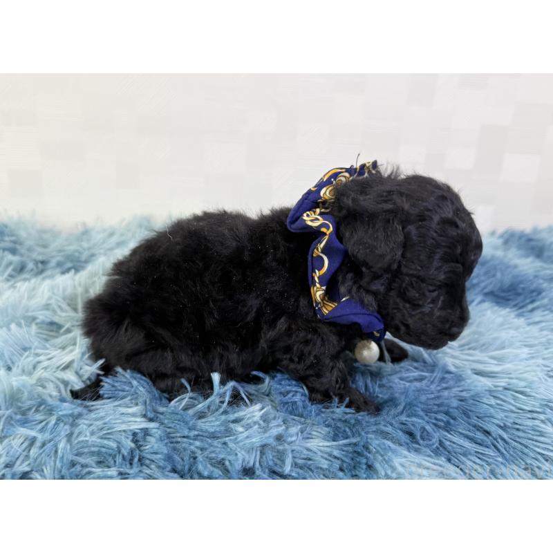 販売中の埼玉県のマルプー:マルチーズ×トイプードル-448024の5枚目