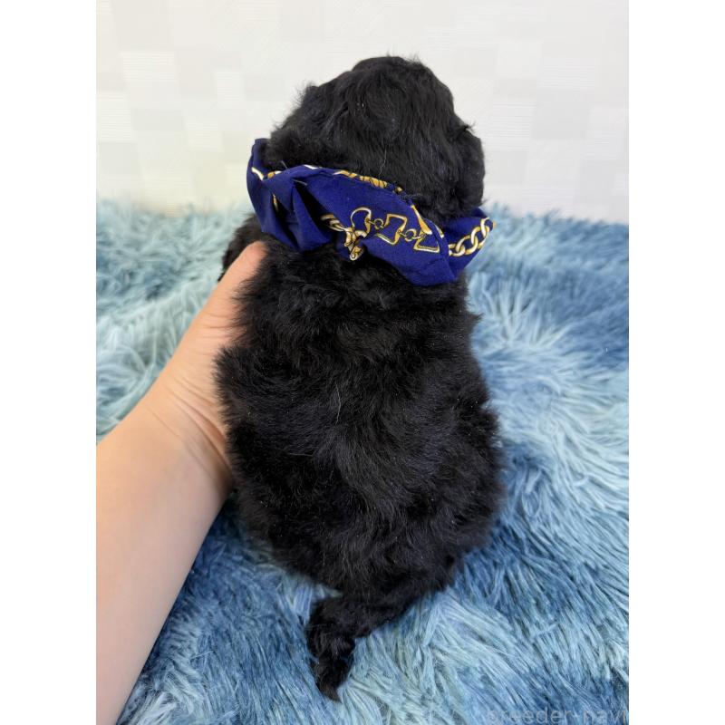 販売中の埼玉県のマルプー:マルチーズ×トイプードル-448024の4枚目