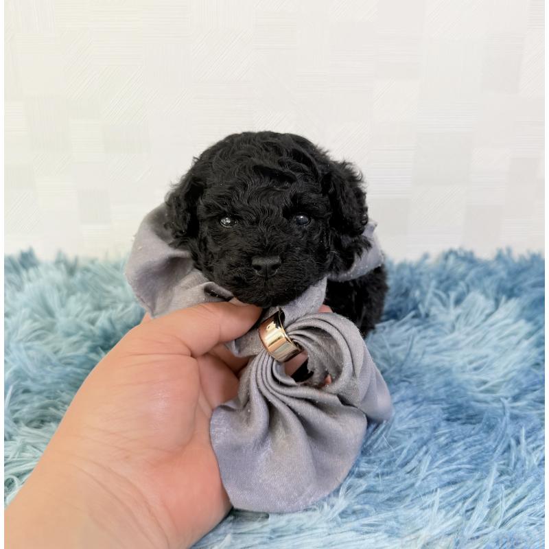 販売中の埼玉県のトイプードル-448026の1枚目