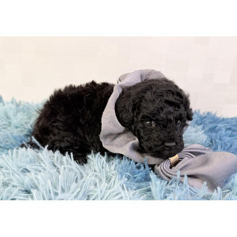 販売中の埼玉県のトイプードル-448026の5枚目