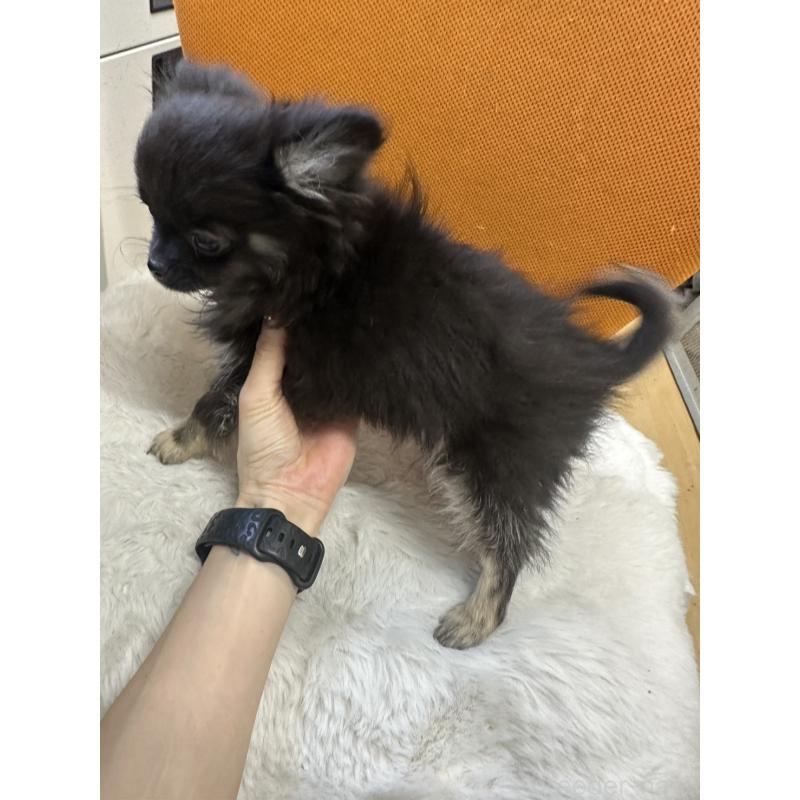 販売中の千葉県のチワワ(ロングコート)-434985の5枚目