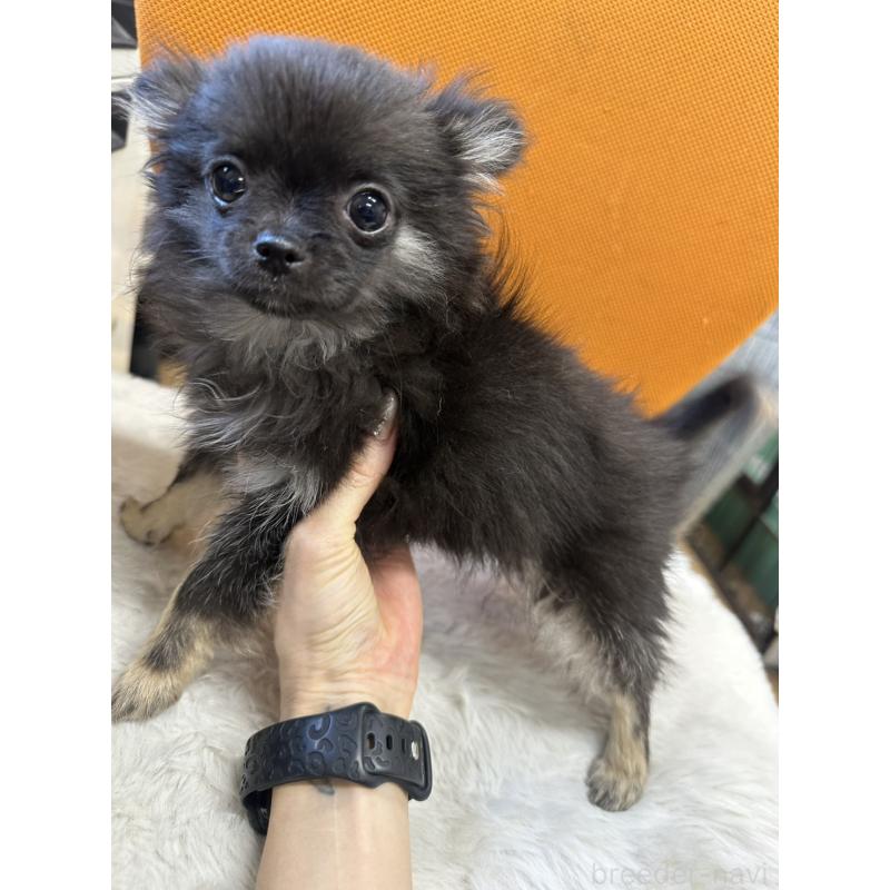 販売中の千葉県のチワワ(ロングコート)-434985の4枚目