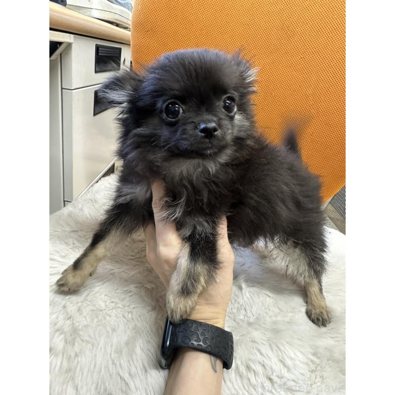 販売中の千葉県のチワワ(ロングコート)-434985の3枚目