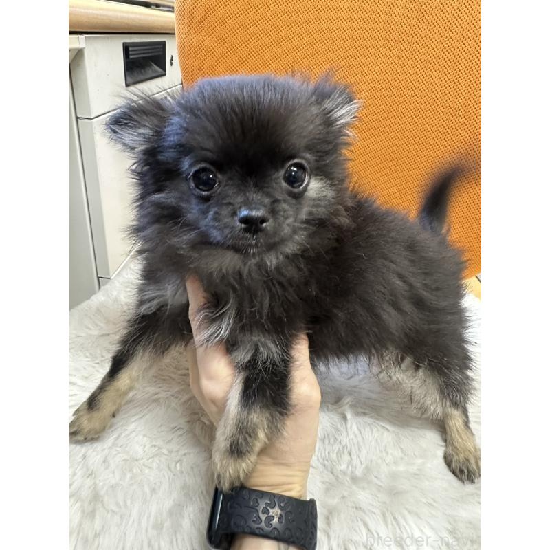 販売中の千葉県のチワワ(ロングコート)-434985の2枚目