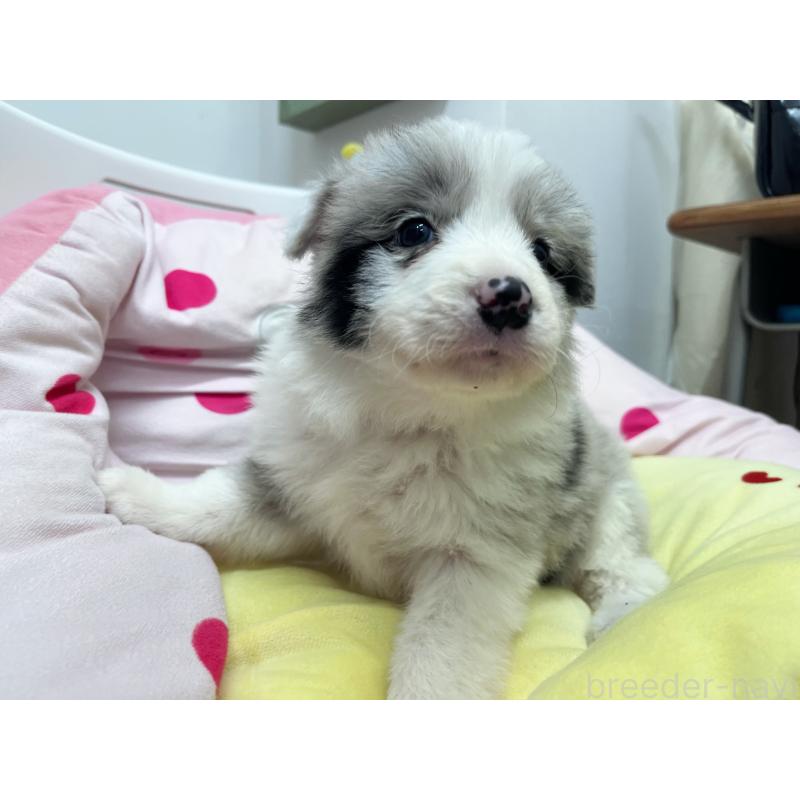 販売中の東京都のボーダーコリー-447208の7枚目