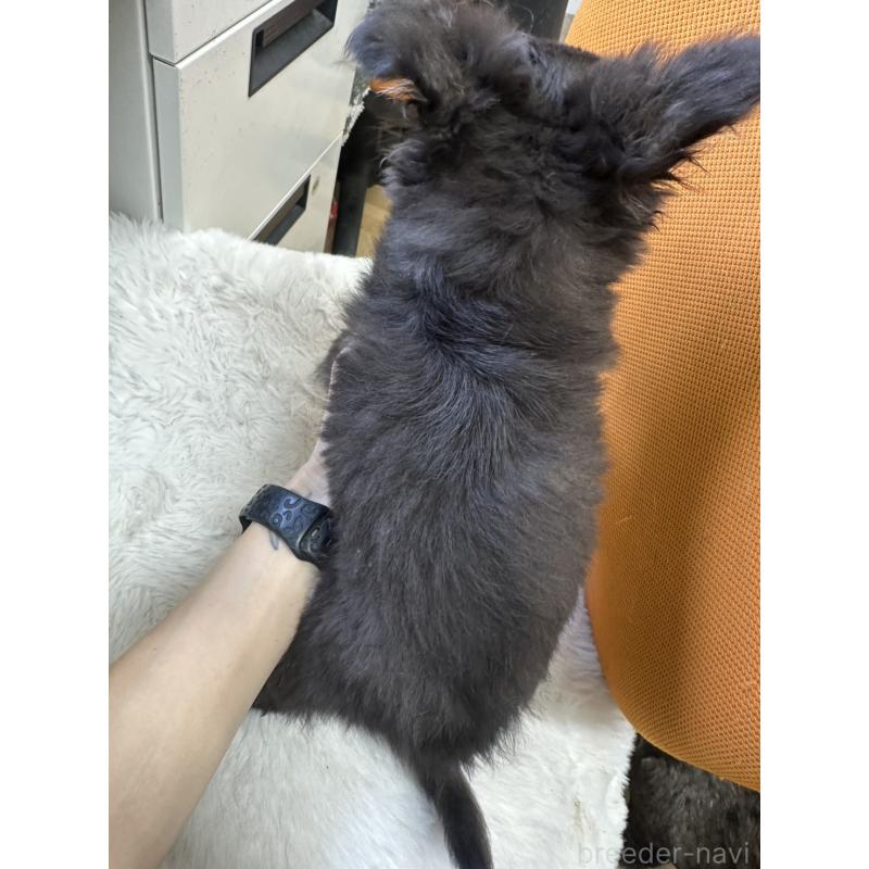 販売中の千葉県のチワワ(ロングコート)-434981の4枚目