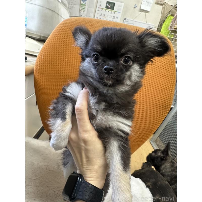 販売中の千葉県のチワワ(ロングコート)-434981の2枚目