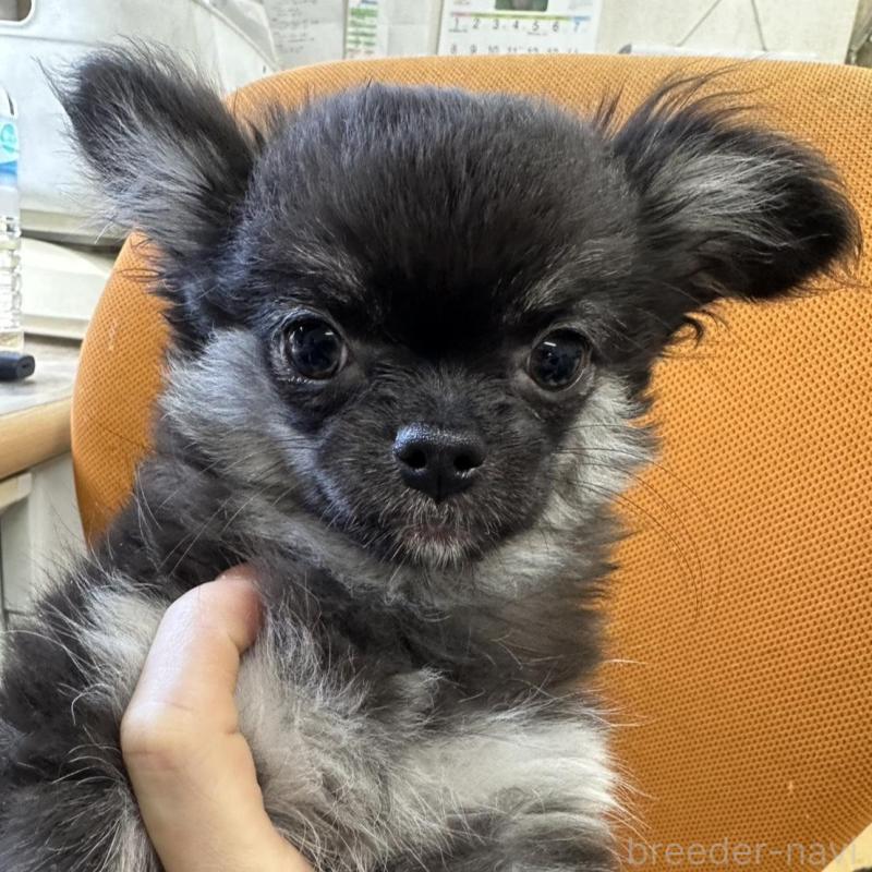 販売中の千葉県のチワワ(ロングコート)-434981の1枚目