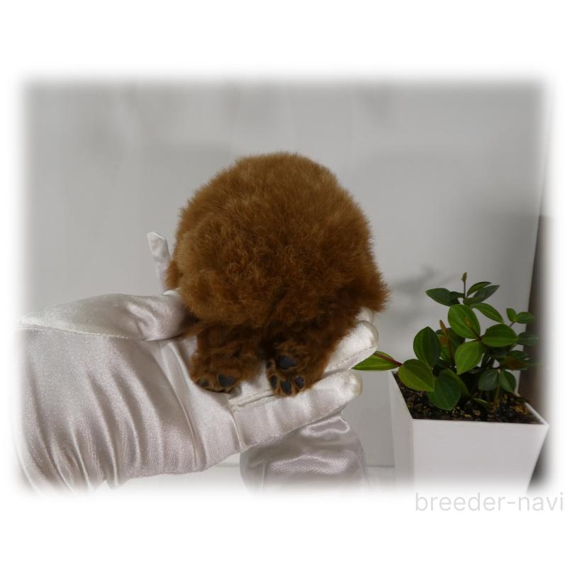 販売中の埼玉県のティーカッププードル-448027の12枚目