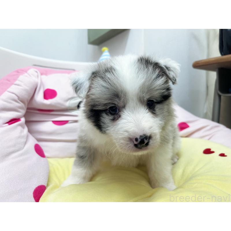 販売中の東京都のボーダーコリー-447208の6枚目