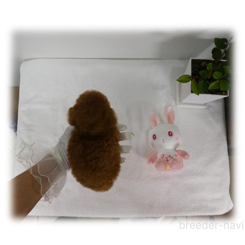 販売中の埼玉県のティーカッププードル-448027の11枚目