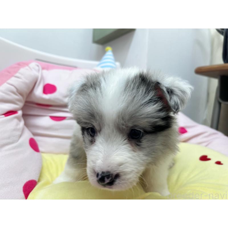 販売中の東京都のボーダーコリー-447208の5枚目