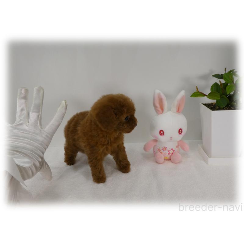 販売中の埼玉県のティーカッププードル-448027の9枚目