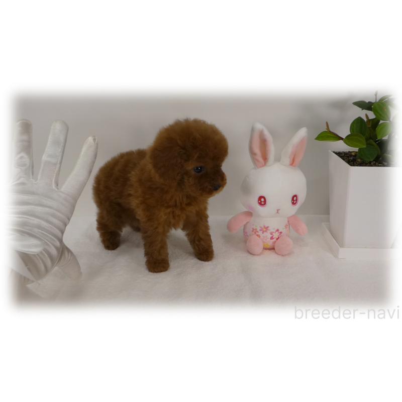 販売中の埼玉県のティーカッププードル-448027の8枚目