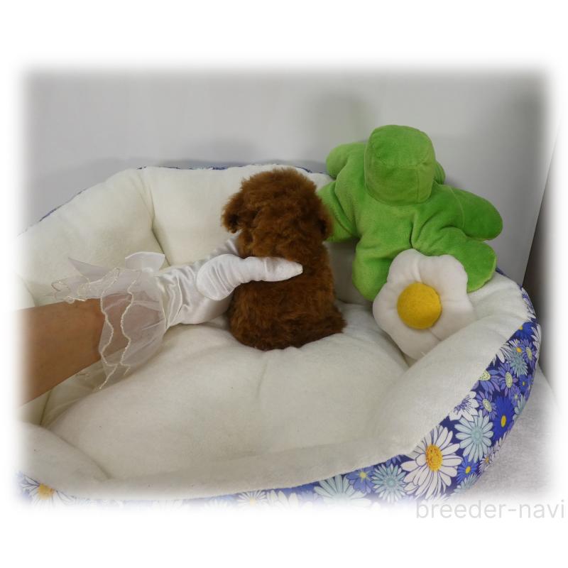 販売中の埼玉県のティーカッププードル-448027の7枚目