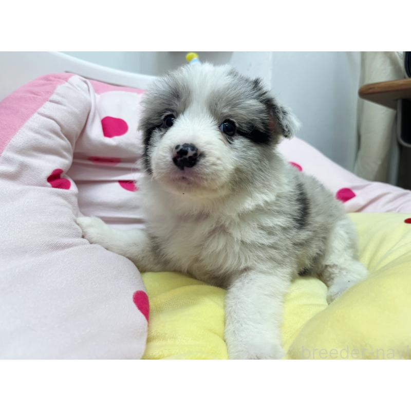 販売中の東京都のボーダーコリー-447208の3枚目