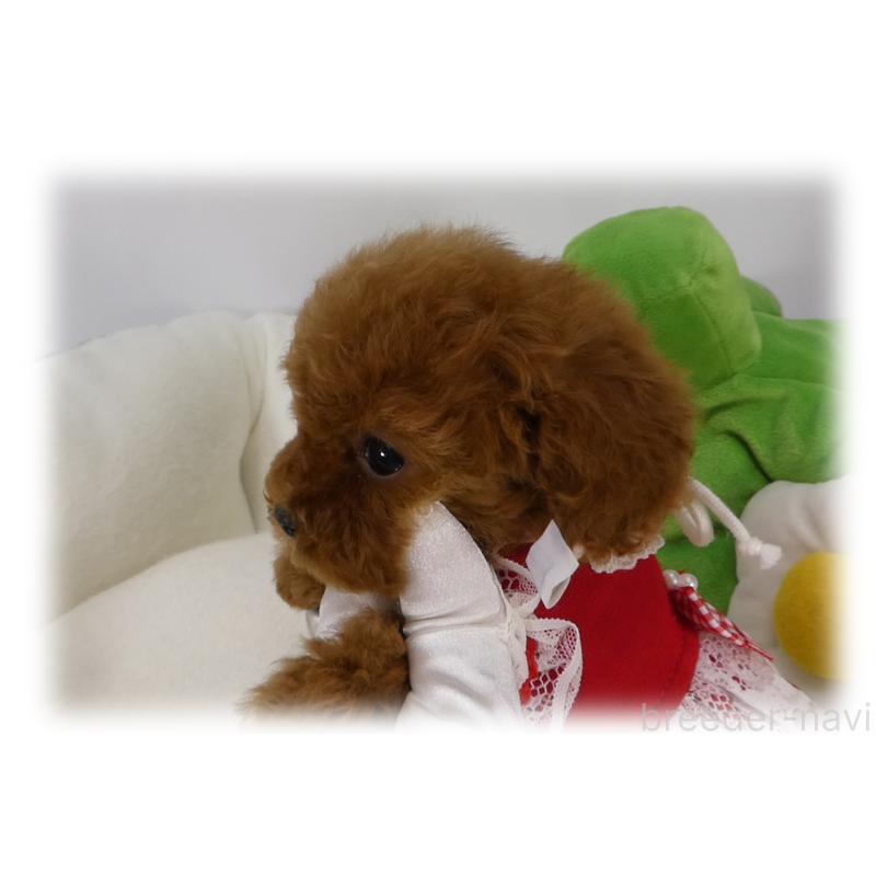 販売中の埼玉県のティーカッププードル-448027の6枚目