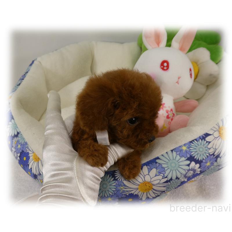 販売中の埼玉県のティーカッププードル-448027の5枚目